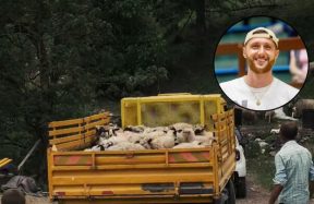 Kakva gesta! Nurkić povratničkoj porodici iz Foče kupio stado ovaca nakon napada vukova